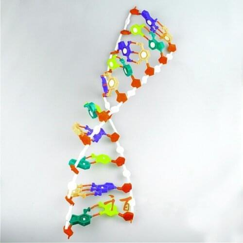Detachable assembly DNA double helix model module DNA gene Biology teaching instrument Popular science teaching aid for children