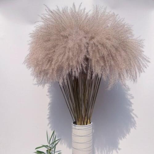 Natural Pampas Grass Reed Dried Flowers Fall Decorations for Home Real Flowers Wedding Home Decor