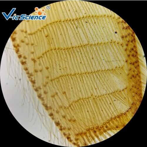 Medical 100Pcs Biology Mixed Teaching Prepared Slides Set