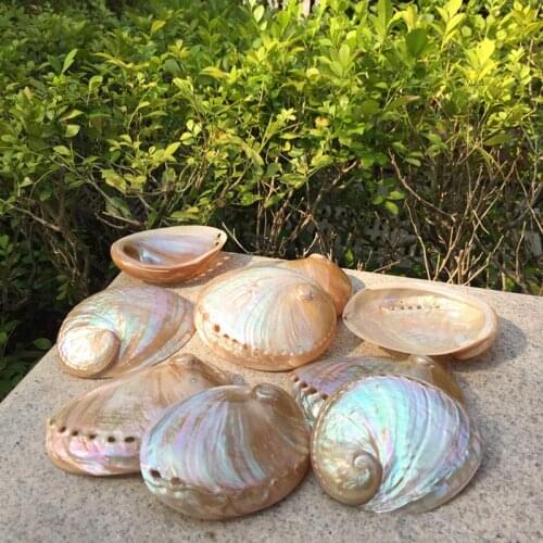 1lot(2pcs) Polished Small Abalone Shell Conch Home Crafts Decoration Aquarium Landscaping Wedding Landscape Photography Props