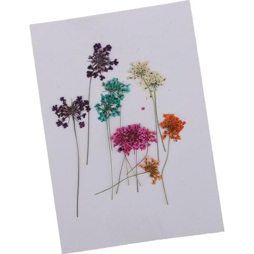 10x Pressed Dried Flower Dry Lace For Resin Jewelry Craft DIY Greeting Cards