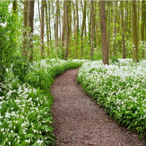 TR 8x8FT Spring Forest Path Trees White Flowers Grass Photograph Studio Backgrounds Custom Photo Backdrop Backgrounds Vinyl Prop