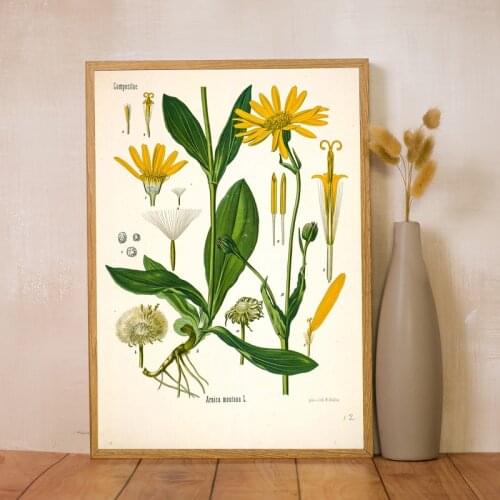 Vintage Botanical Medicinal Posters and Prints Antique Plants Botany Wall Art Picture Living Room Decor Kraft paper poster
