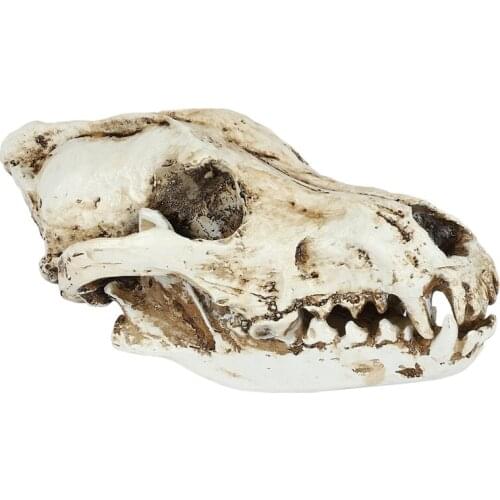 Creative Resin Jackal Skull Replica Replica Teaching Skeleton Model Wolf Skull Decor