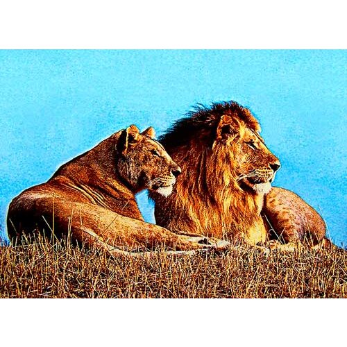 Free shipping hot sales Middle size gobelin tapestry, Lion Lovers fabric picture,Wall hanging Fabric Pictures