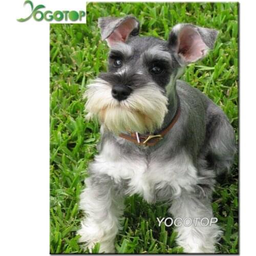 5d diy Diamond embroidery Animal,Pet dog,Cute,schnauzer dog full diamond painting Cross Stitch Rhinestone mosaic decor YY2314