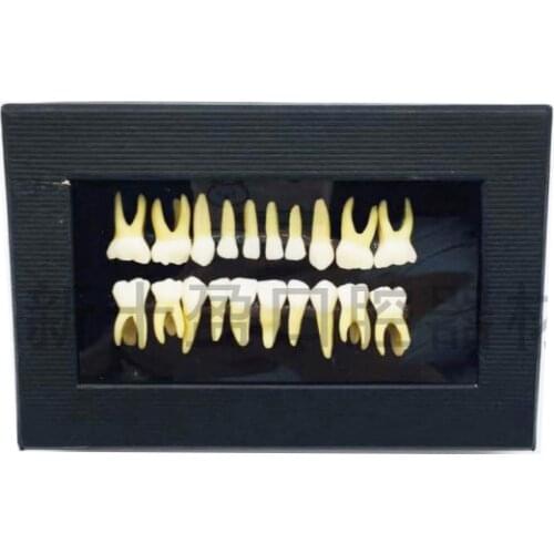 Pediatric Teeth Full Mouth Standard Tooth Model/Dental Two-color Pediatric Teeth 20*1/Deciduous Tooth Model