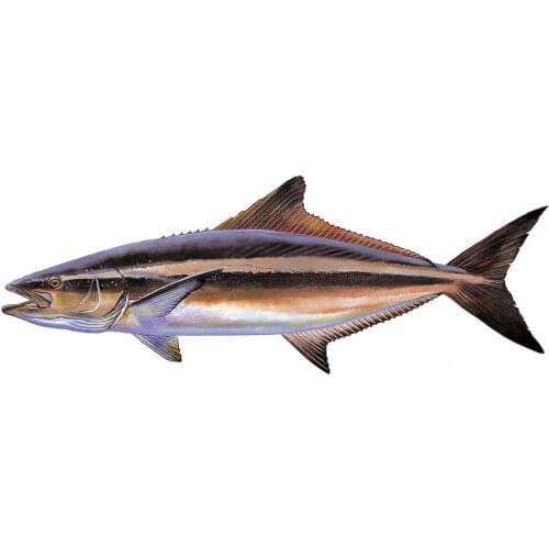 1pcs 20CM Carp Vinyl Fishing Decal Motorcycle Accessories Stickers Personalized Car Styling