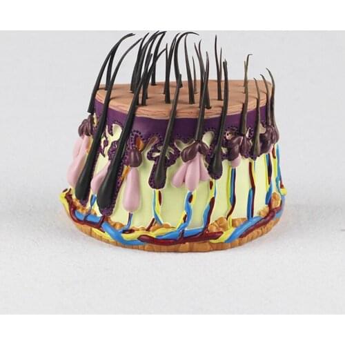 1pcs Human Hair Growth Process Model Hair Follicles Amplification Model Human Skin anatomy for School Teaching Display