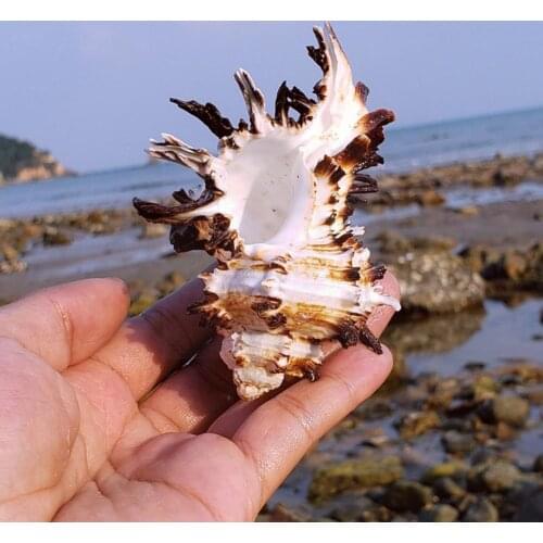 8-10cm Black Snail Shell Black Bone snail Shell Black Conch Shell Aquarium Shell Unicorn FishTank Snail Natural Decoration T2Z9