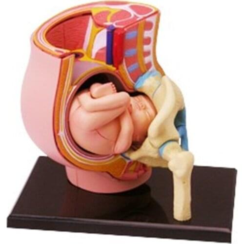 Mini Human Uterus assembly model Assembled Human Anatomy Model Gift for Children