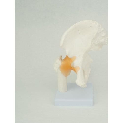 Life Size Anatomical Hip Joint Model Human Skeleton Medical Anatomy Exercise Bone Orthopedic Pain