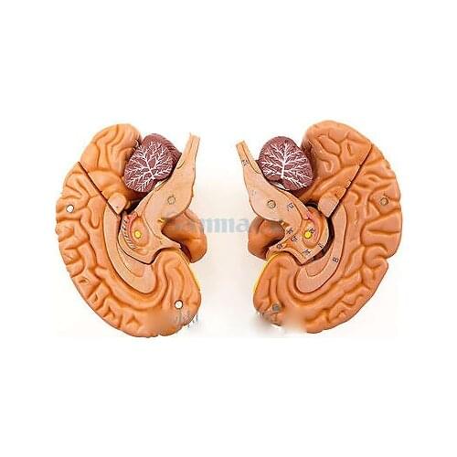 Human Brain With Artery 8 Part Fully Dissected Model for Medical Study Softness 1:1 Natural Brain