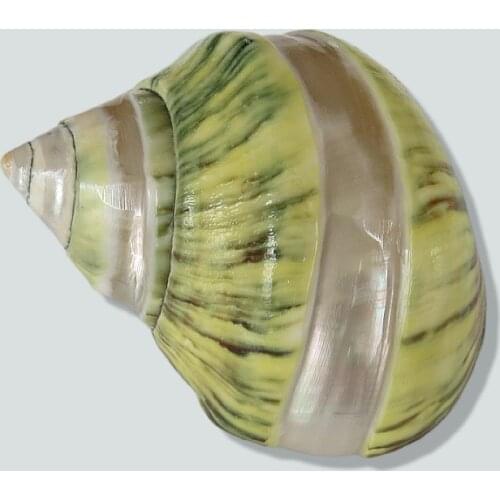 New Seashells Conch Yellow Turban Hermit Crab Replacement Shell Decoration Craft Landscaping Decoration Shooting Home Collection