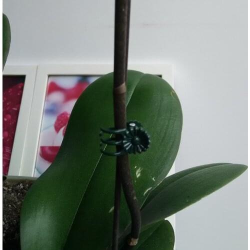 25pcs Plastic Plant Holder Clips Garden Plant Clamp Tied Flower Orchid Branch Vegetables Clamp Garden Tool Stem Vine Holder J5V6