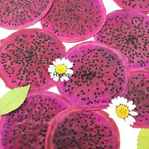 10pcs Dried Pressed Hylocereus Undatus 'Foo-Lon' Slices Plant Herbarium For Jewelry Photo Frame Phone Case Bookmark Making DIY