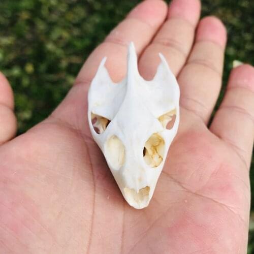 1pcs Natural real Turtle skull specimen Crafts Jewlery,Educational Taxidermy,Oddity Craft Art