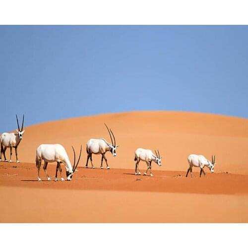DIY Painting By Numbers Arabian Oryx Family Kit Oil Picture By Numbers Animals Landscape Wall Art Painting on Canvas Home Decor