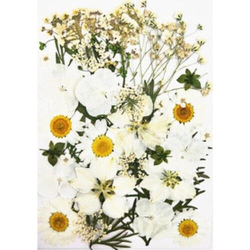 Pressed Flowers Small Dried Flowers Scrapbooking Dry DIY Preserved Flower Decoration Home Mini Bloemen Flores Secas