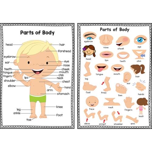 2PCS Body part cognition Homeschool Supplies Educational Posters for Kids Body Parts preschool Classroom decoration A4 Posters