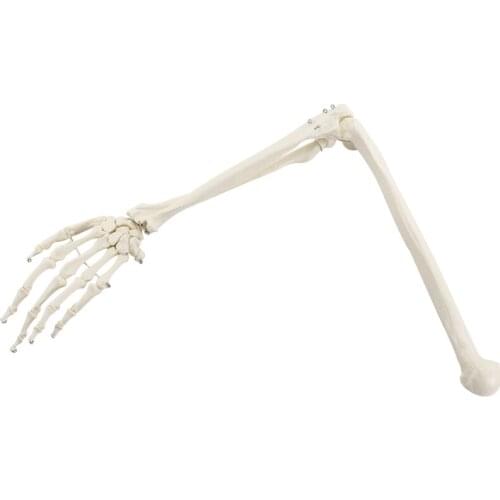 Human Upper Limb Arm and Radius Hand Bone Anatomy Model Medical Science Teaching Resources Drop Shipping