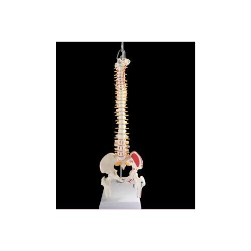 45cm Human spine model with nerve mark surgery lumbar cervical pelvis skeleton model