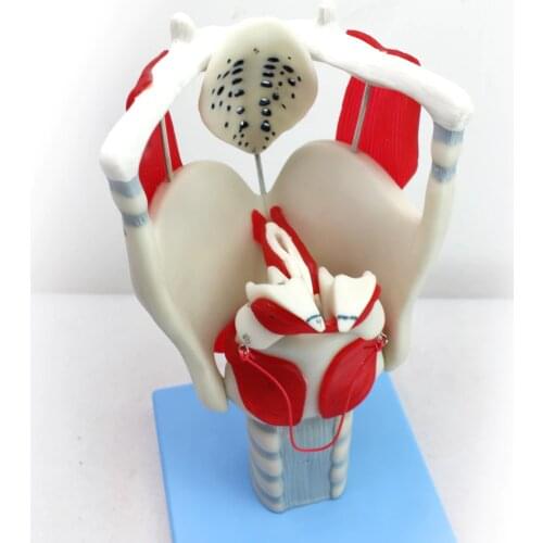 Throat model Laryngeal structure and functional magnification model human anotomical modle vocal teaching