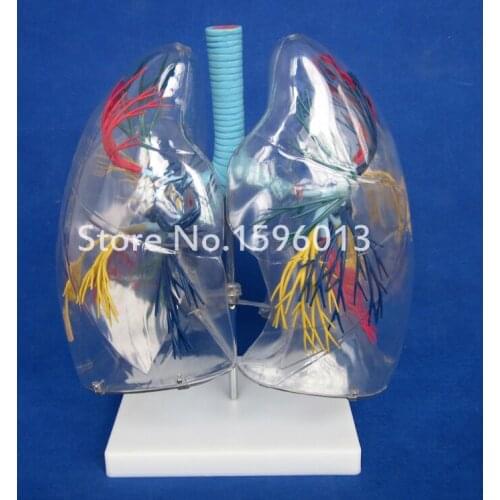 Transparent Lung Segment Model Medical Anatomy Teaching Lung