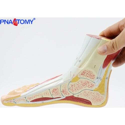Human Foot Skeleton Model Section of Foot Muscles Nerves Ligaments Right Foot Life Size Anatomical Model Medical Science PNATOMY