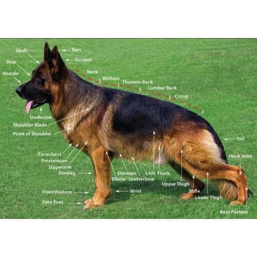 New Hot Full Square Diamond Embroidery German Shepherd Diy 5D Diamond Painting Cross Stitch Kits Arts And Crafts hobby FG1051