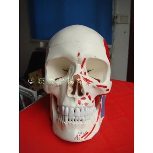 1:1 natural size PVC material human skull model muscle with 48 number marks skeleton structure teaching model free shipping