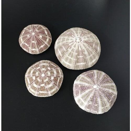 4pcs hot new Natural real bile conchas shells under the sea party decorations Natural sea urchin craft nautical home decor