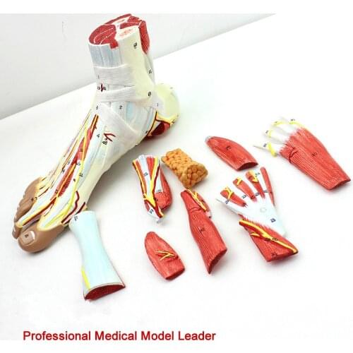 9 pcs 1:1 foot anatomy model foot surgery of foot joint muscle neurovascular ligament model Professional medical model