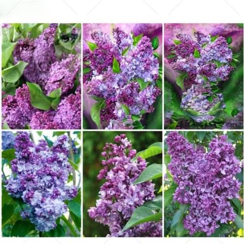 Full Diamond Painting Purple Flowers Picture Of Rhinestones Beads Embroidery Kits Lilac Violet Lavender Diamond Mosaic Picture