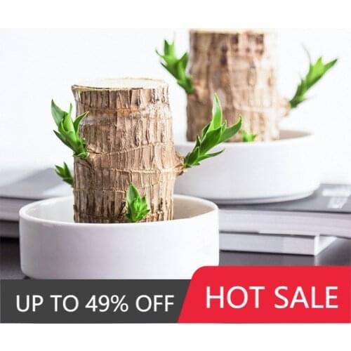 Lucky Wood Plant Brazilian Wood Plant Stump Mini Plant Indoor for Office Desktop Decoration House Decoration Cute Ornaments