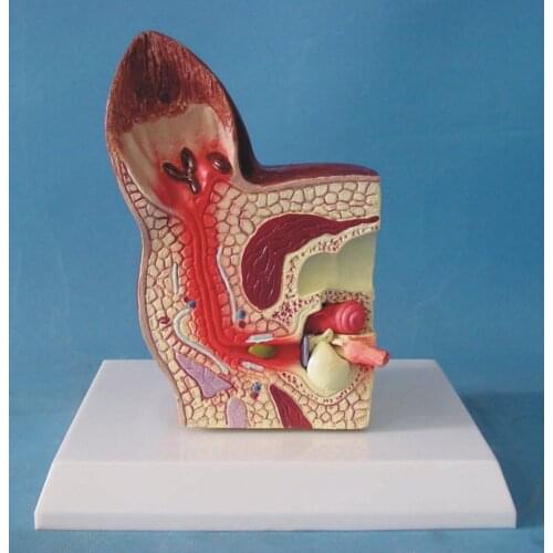 Dog Ear Anatomical Model Animal Veterinary Science Medical Teaching Aids Dog Ear Healthy Pathology Anatomical Model Canine Model