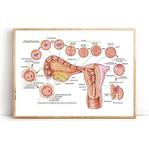 Human Ontogeny Fertilization Developmental Stage Embryology Prints Doctor Office Decor Medicine Educational Chart Wall Painting