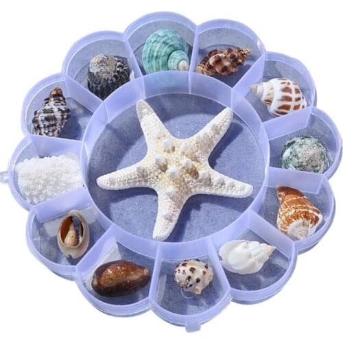 Beach Shells Various Beach Decoration Crafts Suitable for Art Craft Projects