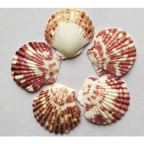 200pcs Colorful Natural Seashells Decorations Scallop Shells Crafts Decor Ornament Colorful shells sea star fish conh