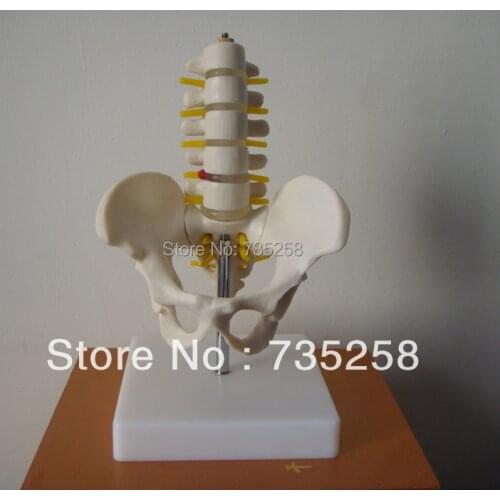 Half-Size Pelvis with 5pcs Lumbar Vertebrae,Pelvis Model,Mini Lumbar With Pelvic Model