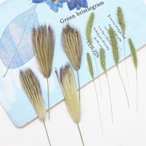 12pcs,Natural Pressed green bristlegrass,Real Plant Hare tail grass DIY Wedding invitations Craft Bookmark gift card decoration