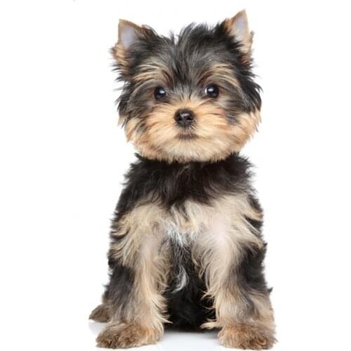 Yorkshire Terrier Diamond Painting cute dog 5D Cross-Stitch Kits Diamond Mosaic paintings Rhinestone Embroidery diamond wall art