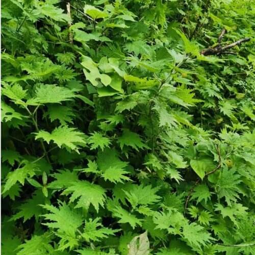 Nettle leaf Urtica dioica Natural dried tea herb 50 gr-400 gr Free Shipping