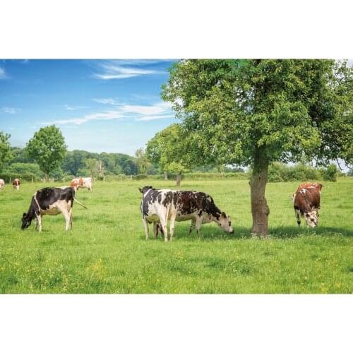 Yeele Farm Baby Cows Grassland Backdrop Trees Photocall Photography Background Photographic Backdrops For Photo Studio