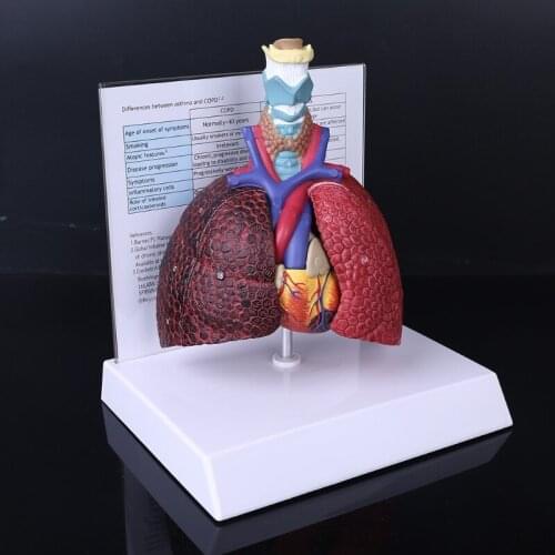Life Size Human Lung Model Anatomical Respiratory System Anatomy Teaching Tool