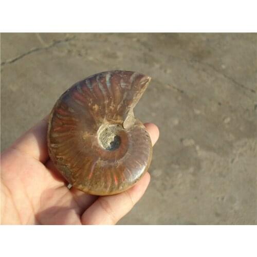 130G RARE Iridescent AMMONITE AMMOLITE SHELL GEM FOSSIL SPECIMEN HEALING