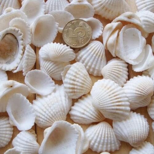 Free shipping 100pcs/lot natural white color sea shell snail/trumpet shell wedding/festival/party decoration conch