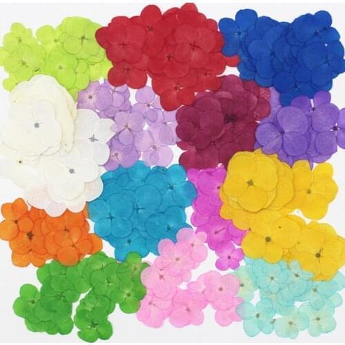 60pcs Pressed Dried Hydrangea Flower Herbarium For Nail art Epoxy Resin Pendant Necklace Jewelry Making Craft DIY Accessories