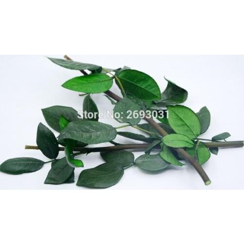 Valentines day gifts 10pcs 20cm in length Natural Preserved Branch Rose Stem for Grafting Flowers Venue Bridal Home Decoration