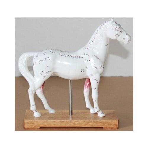 Horse Acupuncture point model animal Horse Anatomy model free shipping